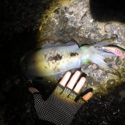 アオリイカ キロアップ