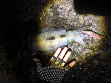 アオリイカ キロアップ