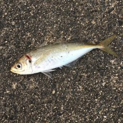 アジ釣り