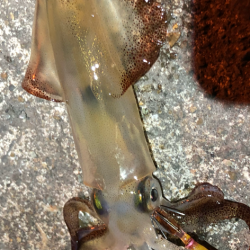 あかんじゃなイカ