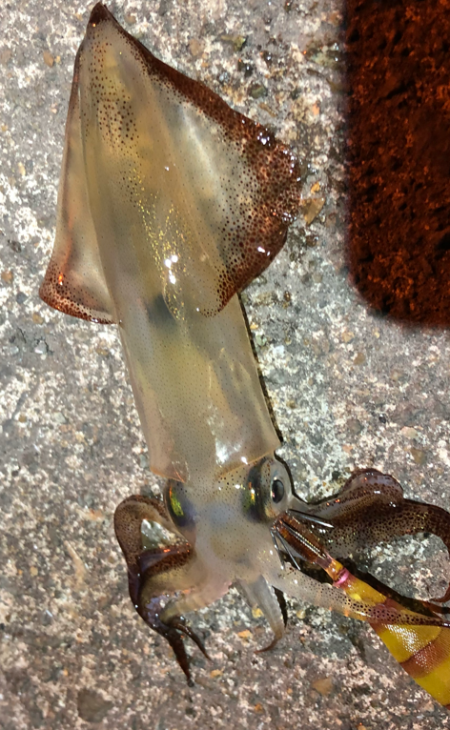 あかんじゃなイカ