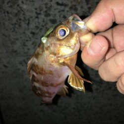 夜のエギング&ライトゲーム