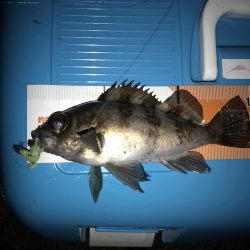 ライトゲームと投げ釣り