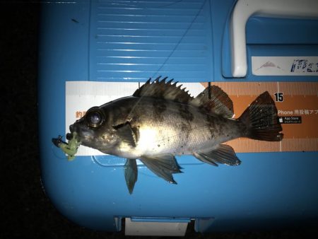 ライトゲームと投げ釣り