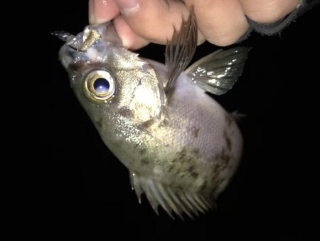 メバリング第2弾