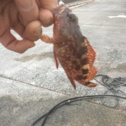 五目達成ならず