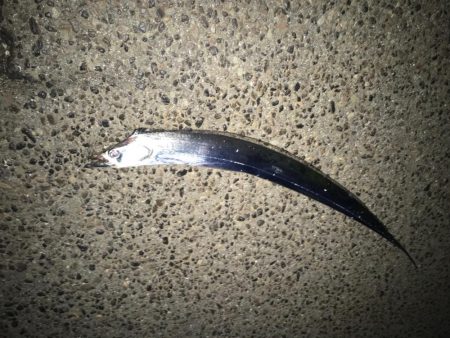 寒いけど、太刀魚釣り