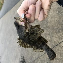 メバリング釣行