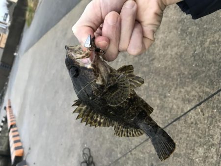 メバリング釣行