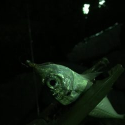 まだまだ釣れるアジング