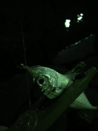 まだまだ釣れるアジング