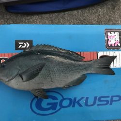 初島 フカセ釣り メジナ