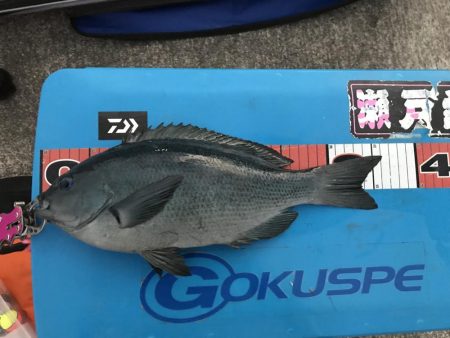 初島 フカセ釣り メジナ