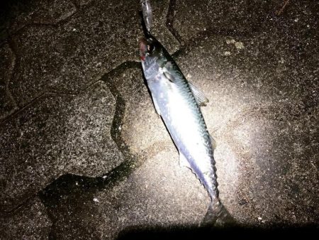 メバリングのはずがガシラとサバ