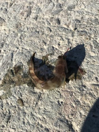 本命で釣り納め