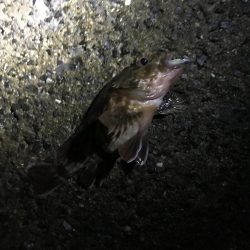 アジングリベンジ メバリング