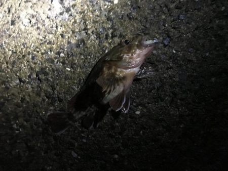 アジングリベンジ メバリング