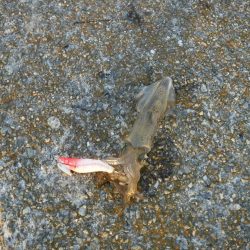 デイから夕まずめヒイカ