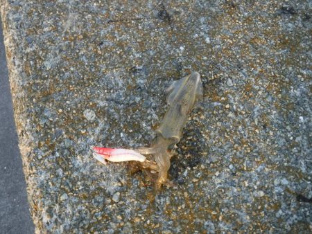 デイから夕まずめヒイカ