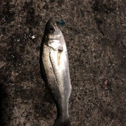 アジング メバリング