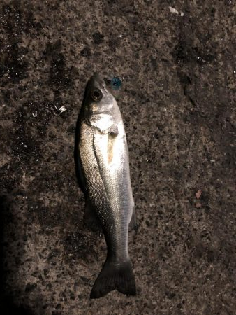 アジング メバリング