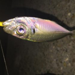 楽しいガシラ釣り