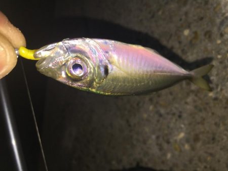 楽しいガシラ釣り