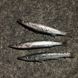 良型のカマスは一体何処に