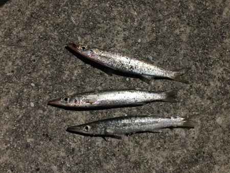 良型のカマスは一体何処に