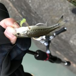 極小バスはライトタックルで