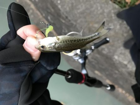 極小バスはライトタックルで