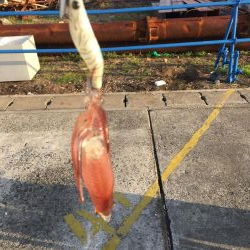 今日もダメダメヒイカ