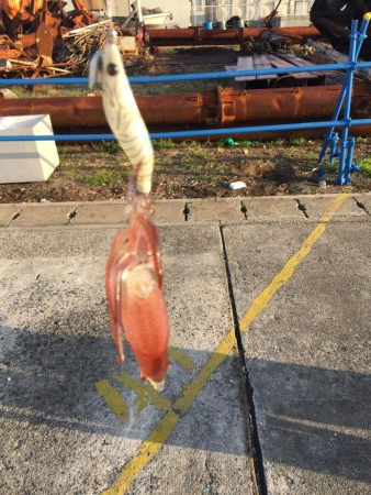 今日もダメダメヒイカ