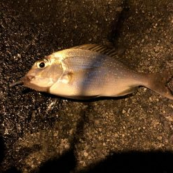 堤防からマイクロテンヤ