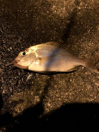 堤防からマイクロテンヤ