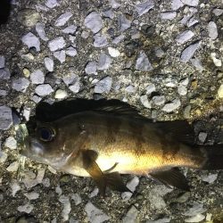 チビメバルちゃんばかり