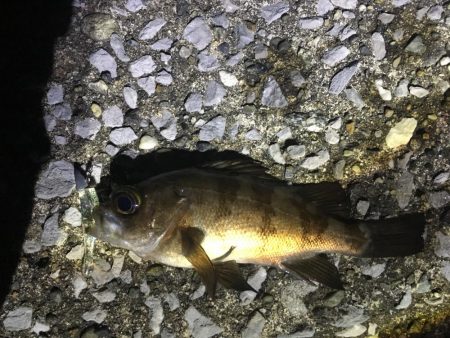 チビメバルちゃんばかり