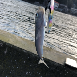 鳴門☆漁港近辺の調査☆