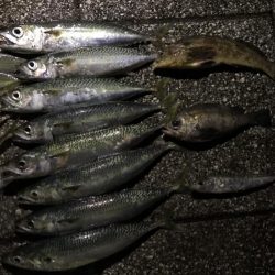 旧フェリー乗り場でサビキ