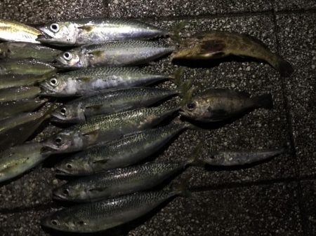 旧フェリー乗り場でサビキ