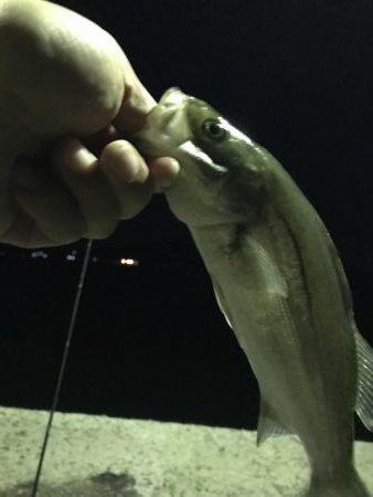 イカ、メバル、セイゴ、小鯛