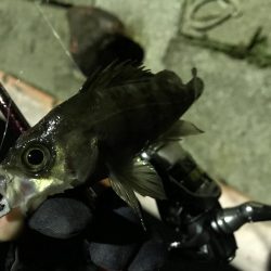 メバリング釣り納め