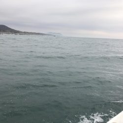 泳がせでヒラメ釣り