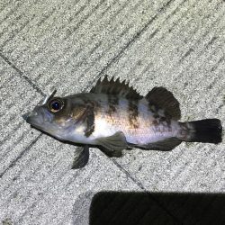 久しぶりのメバリング