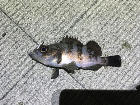 久しぶりのメバリング