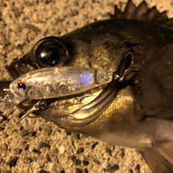 鳥取メバリング