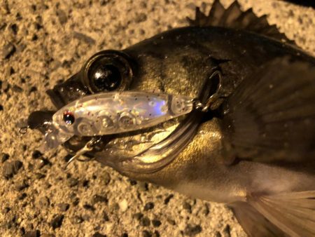 鳥取メバリング