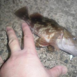 ぎゃぁあああ！！！（グロ注意）