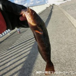 ファミリーフィッシング釣り納めでアイナメ22㎝