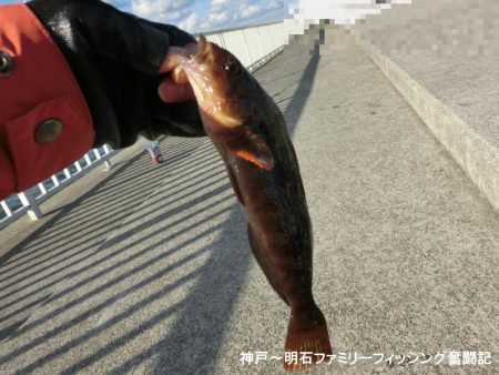 ファミリーフィッシング釣り納めでアイナメ2…